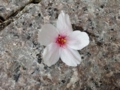 20140405221006