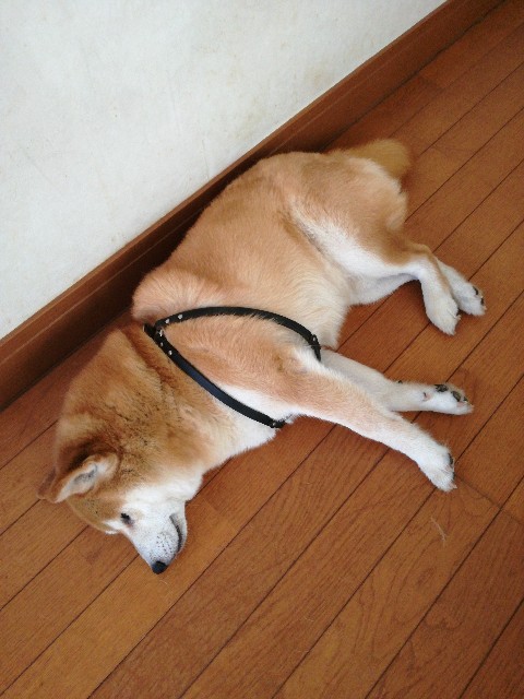 何気に電柱が気になって Mainte Man S Diary