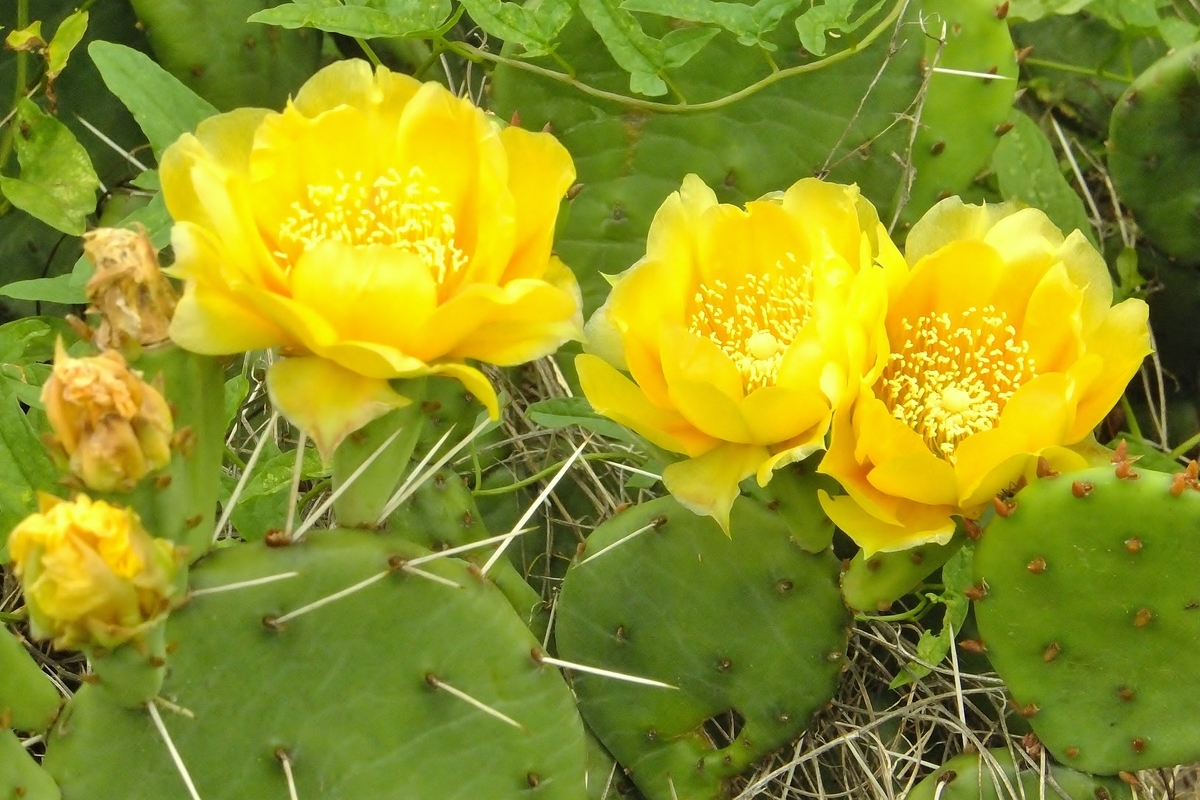 f:id:maironef:20190627215432j:plain f:id:maironef:20190627215432j:plain