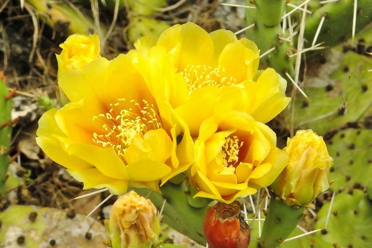 f:id:maironef:20190627215518j:plain