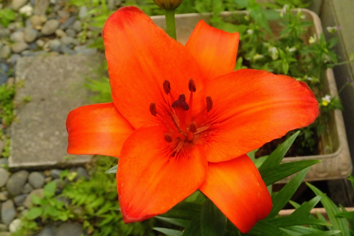 f:id:maironef:20190627215925j:plain f:id:maironef:20190627215925j:plain