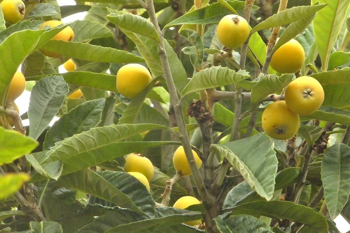 f:id:maironef:20190627220144j:plain f:id:maironef:20190627220144j:plain