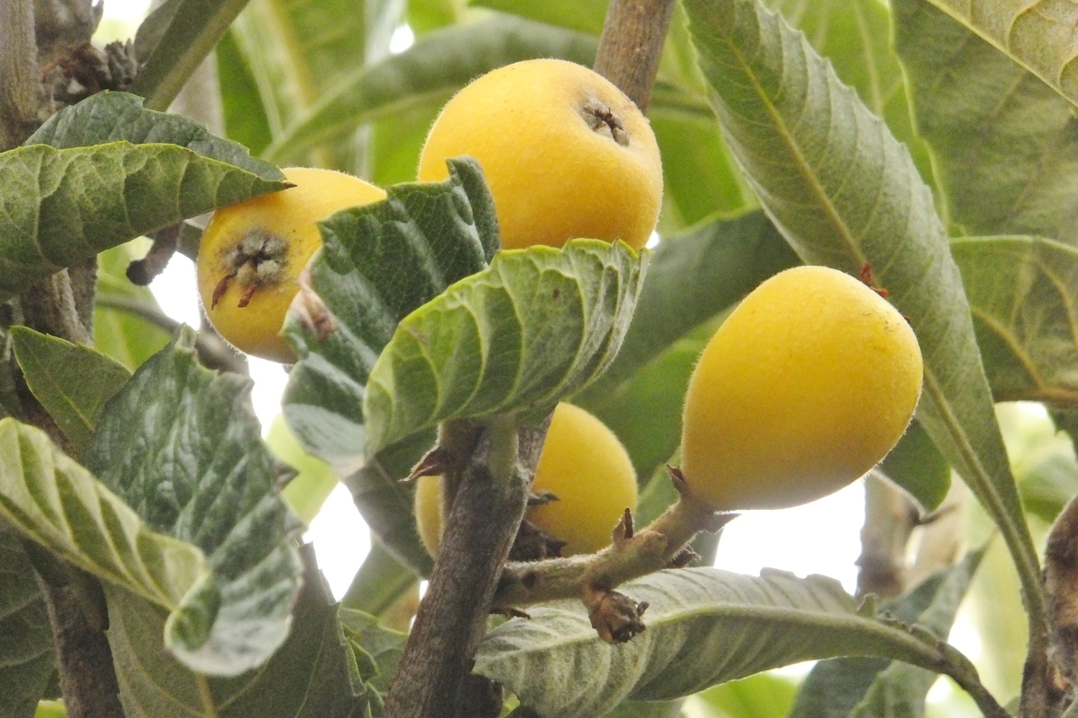 f:id:maironef:20190627220219j:plain f:id:maironef:20190627220219j:plain