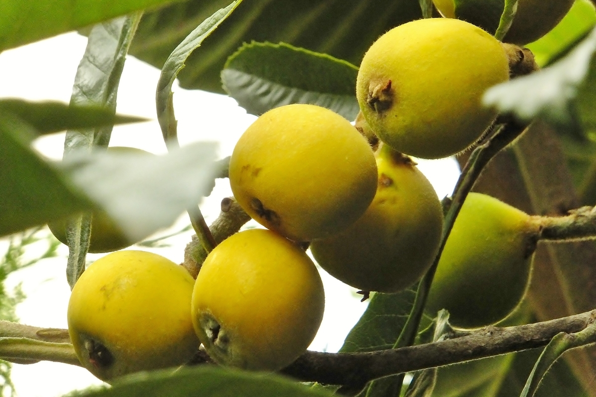 f:id:maironef:20190627220302j:plain f:id:maironef:20190627220302j:plain