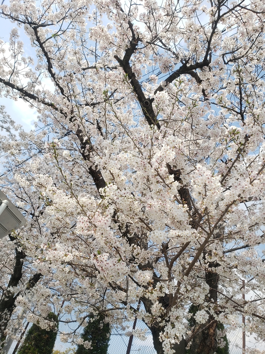 f:id:maisato-coach:20200404152602j:plain f:id:maisato-coach:20200404152602j:plain