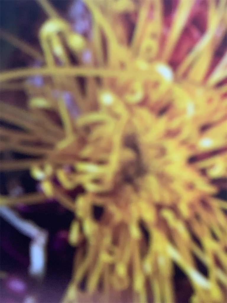 f:id:maison306:20190116154239j:image