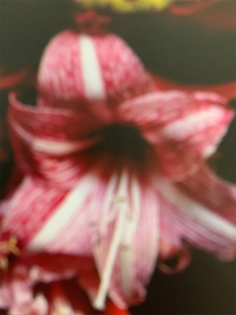 f:id:maison306:20190116154337j:image