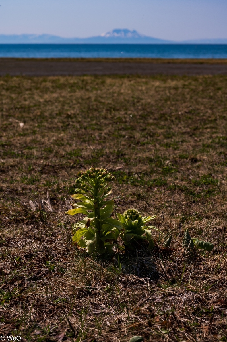 f:id:maitreyakaruna:20220416134934j:plain