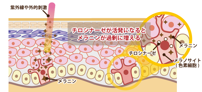 f:id:maitriimaitrii:20170818164958p:plain