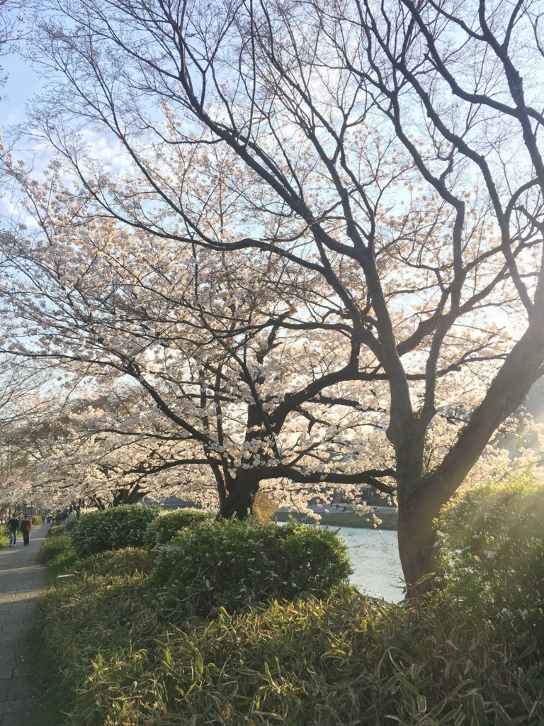 f:id:maiyoshikawa:20180328224510j:plain