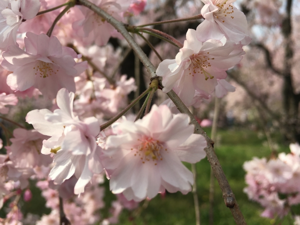 f:id:maiyoshikawa:20180401211053j:plain