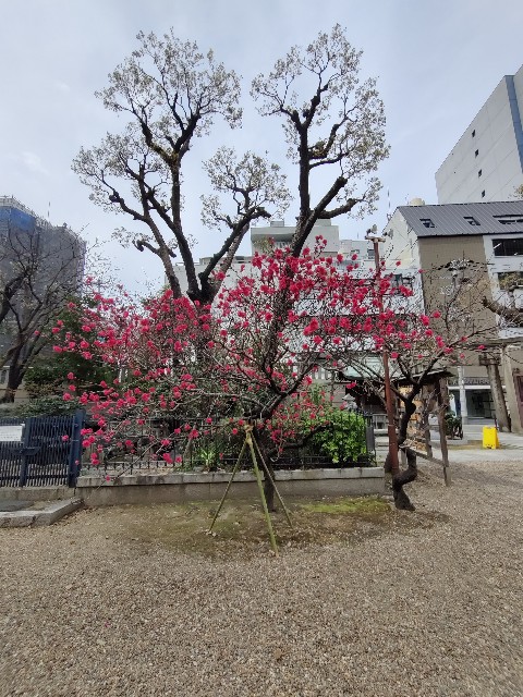 f:id:maizmaiz:20220330141330j:image f:id:maizmaiz:20220330141330j:image