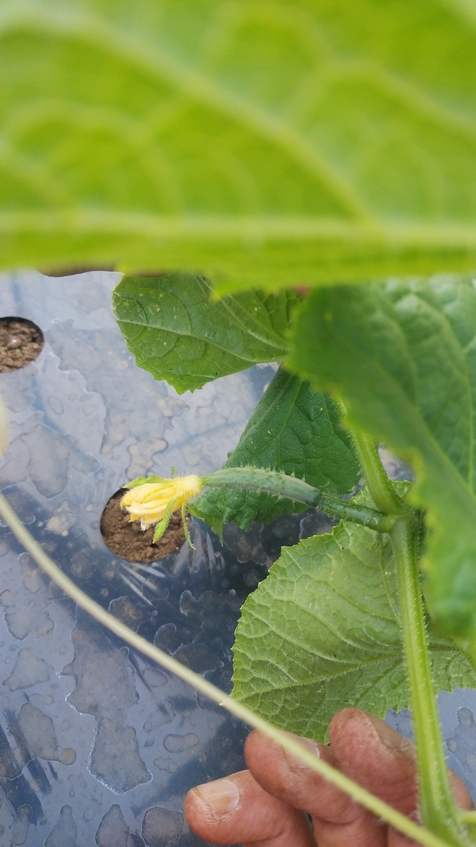 f:id:majerca:20190516113617j:plain f:id:majerca:20190516113617j:plain