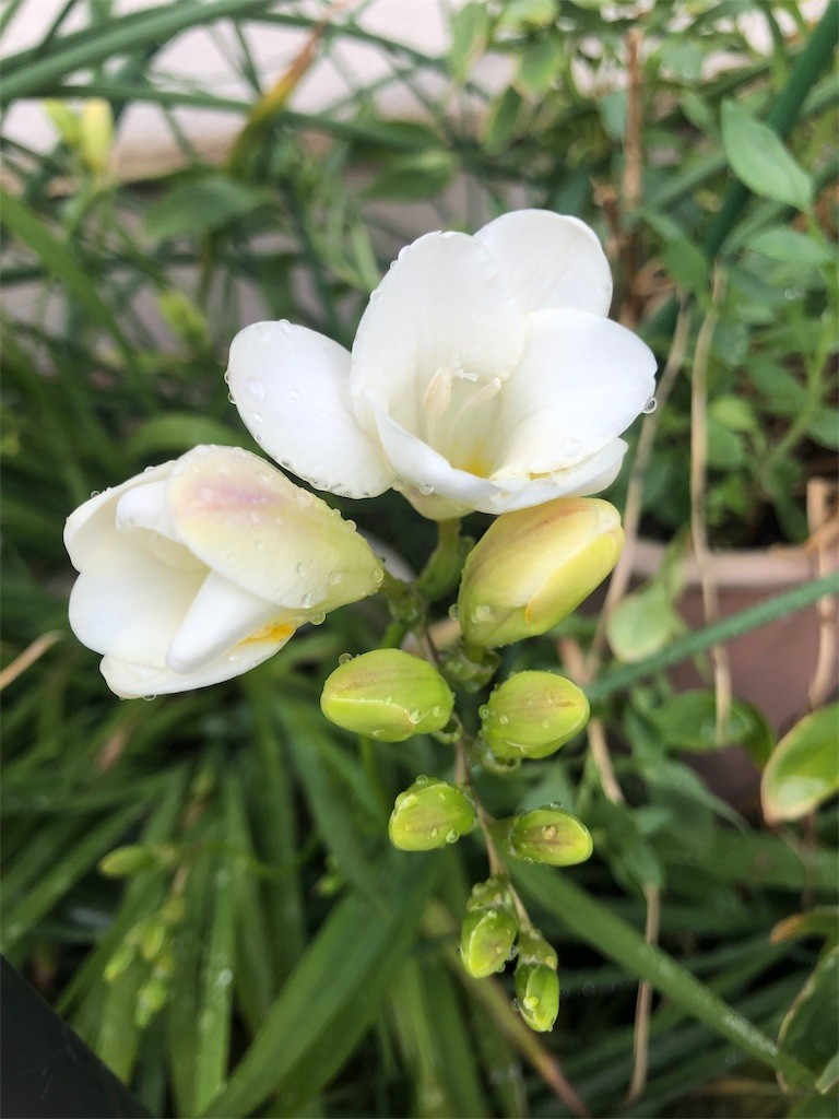 f:id:majyonan:20190417092719j:image f:id:majyonan:20190417092719j:image