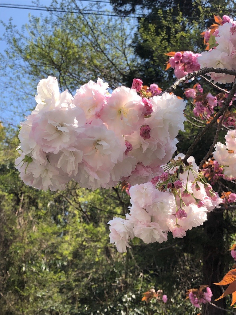 f:id:majyonan:20190417092724j:image f:id:majyonan:20190417092724j:image
