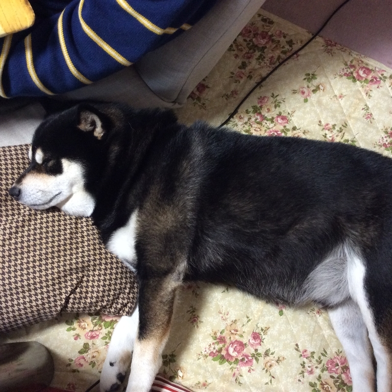 f:id:makae:20190606011313j:plain