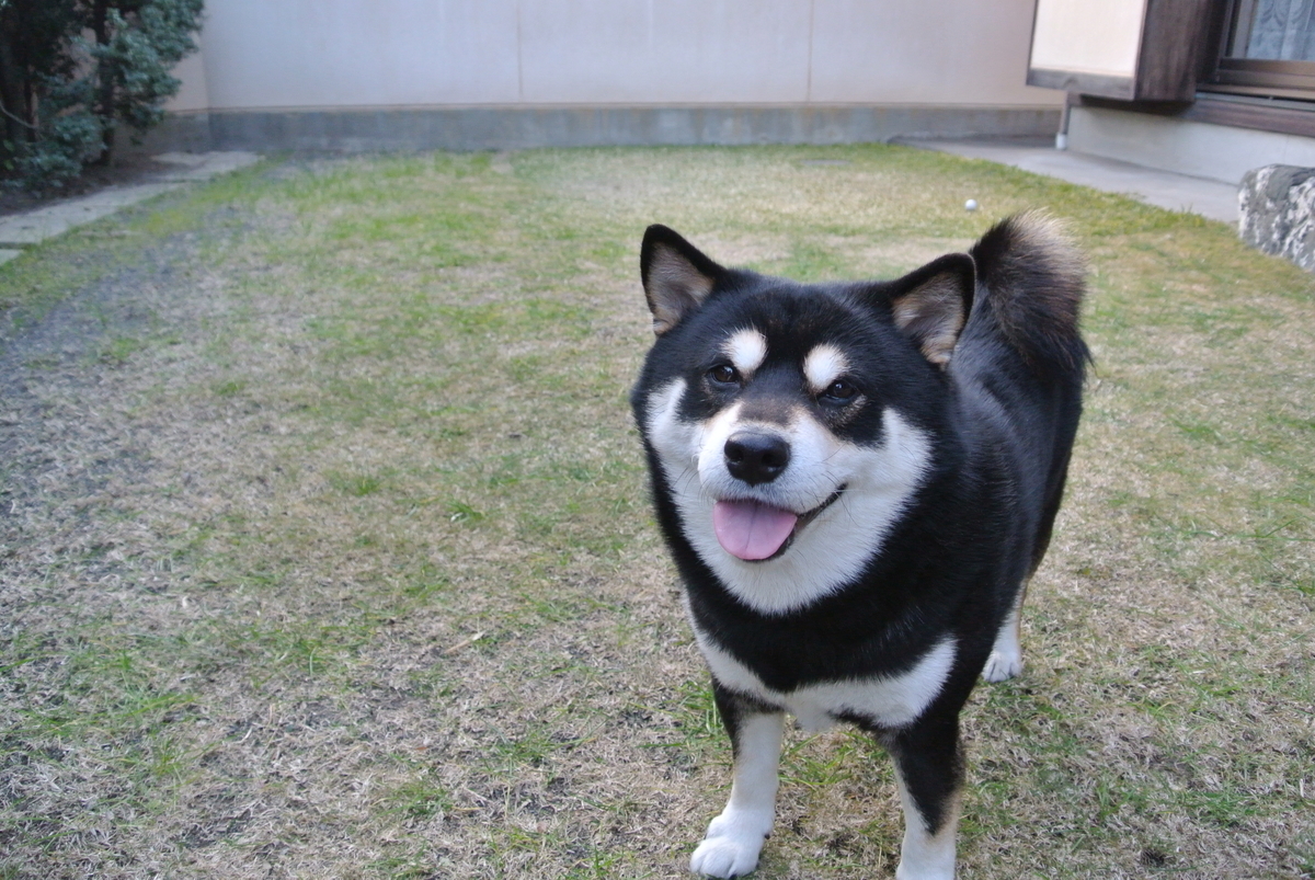 f:id:makae:20190818034805j:plain