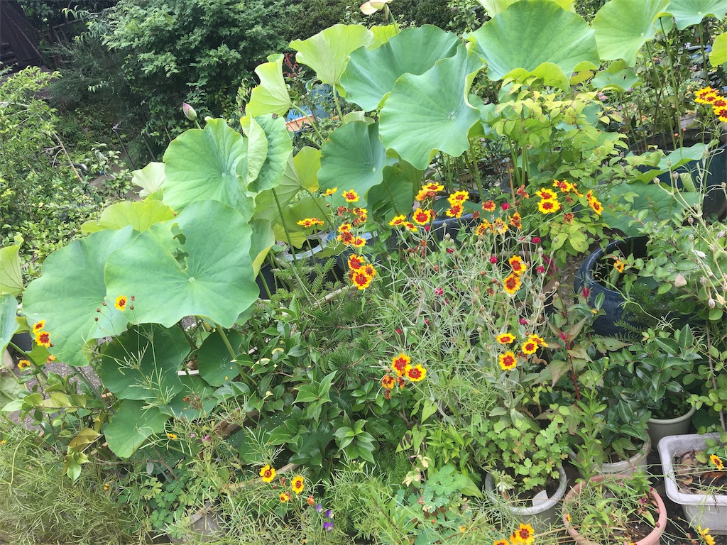 f:id:makanalea11:20180624072829j:image f:id:makanalea11:20180624072829j:image