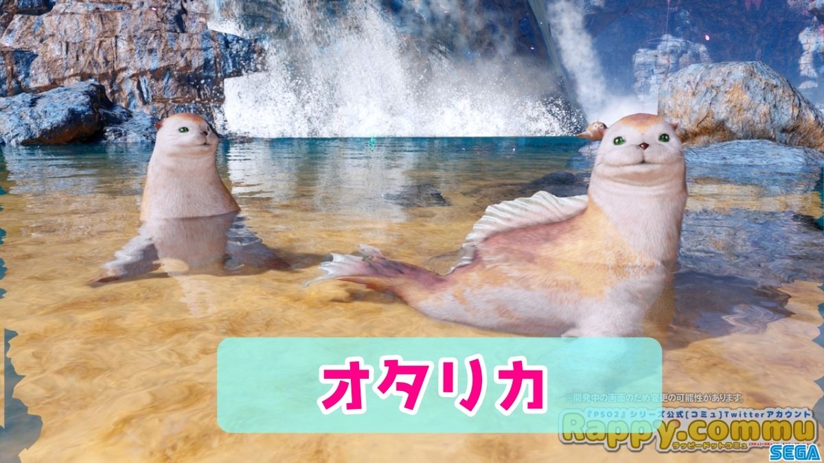 オタリカーオットセイ