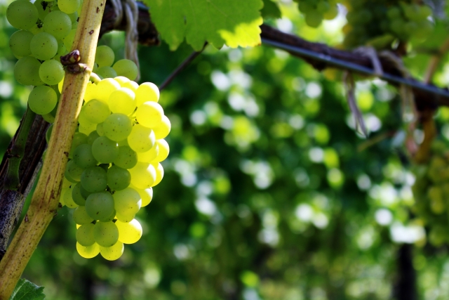 フレッシュなぶどうを使った本格カクテルのレシピ8種を紹介します 