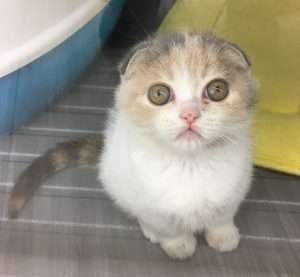 f:id:maki-is-simple:20190209213705j:plain f:id:maki-is-simple:20190209213705j:plain