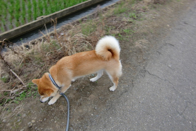 f:id:maki-mama:20090610151142j:image:w300