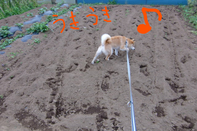 f:id:maki-mama:20090610151143j:image:w300