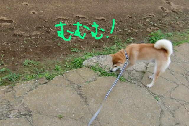 f:id:maki-mama:20090610151144j:image:w300