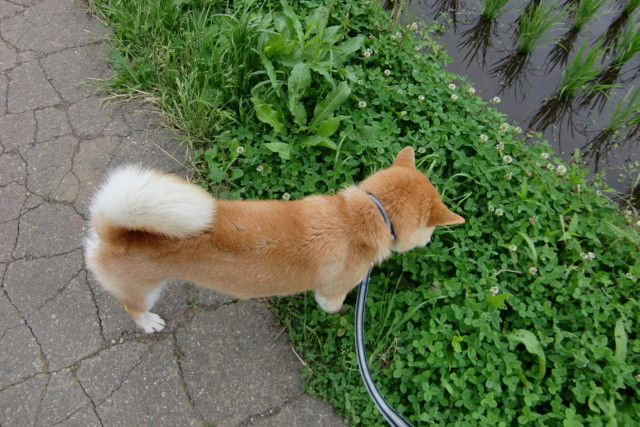 f:id:maki-mama:20090610151146j:image:w300