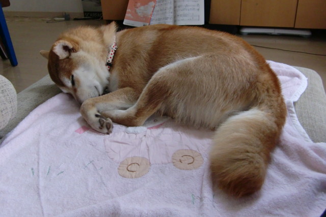 f:id:maki-mama:20090611105456j:image:w300