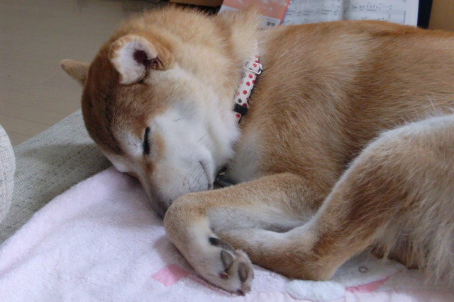 f:id:maki-mama:20090611105457j:image:w300