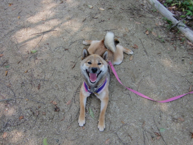 f:id:maki-mama:20090614192106j:image:w300