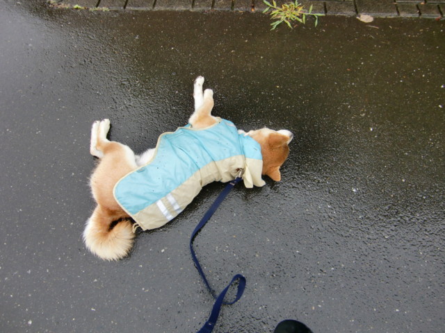 f:id:maki-mama:20090630100801j:image:w300 f:id:maki-mama:20090630100801j:image:w300