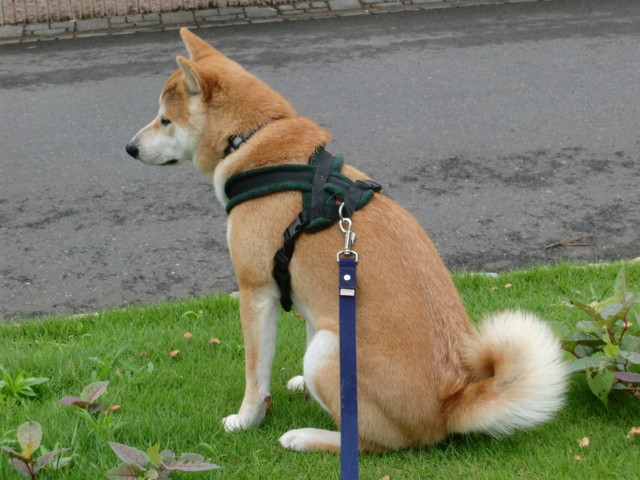 f:id:maki-mama:20090701105339j:image:w300 f:id:maki-mama:20090701105339j:image:w300