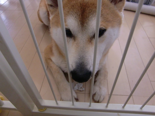 f:id:maki-mama:20100331211333j:image:w300 f:id:maki-mama:20100331211333j:image:w300