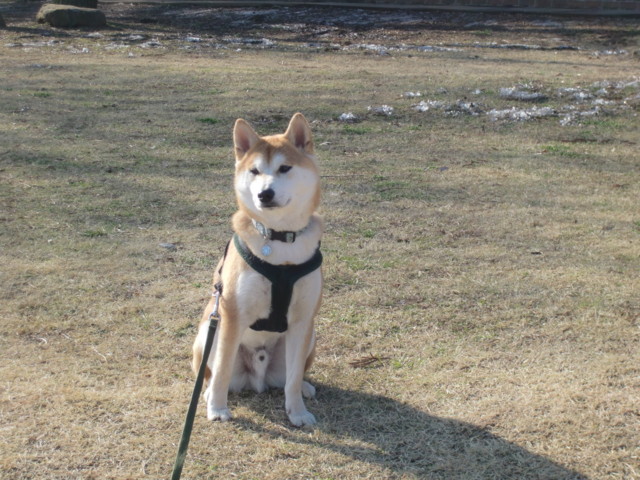 f:id:maki-mama:20100331211337j:image:w300 f:id:maki-mama:20100331211337j:image:w300