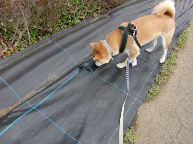 f:id:maki-mama:20100402121816j:image:w300 f:id:maki-mama:20100402121816j:image:w300