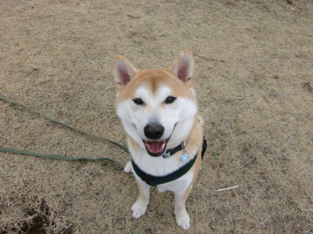 f:id:maki-mama:20100402121819j:image:w300 f:id:maki-mama:20100402121819j:image:w300
