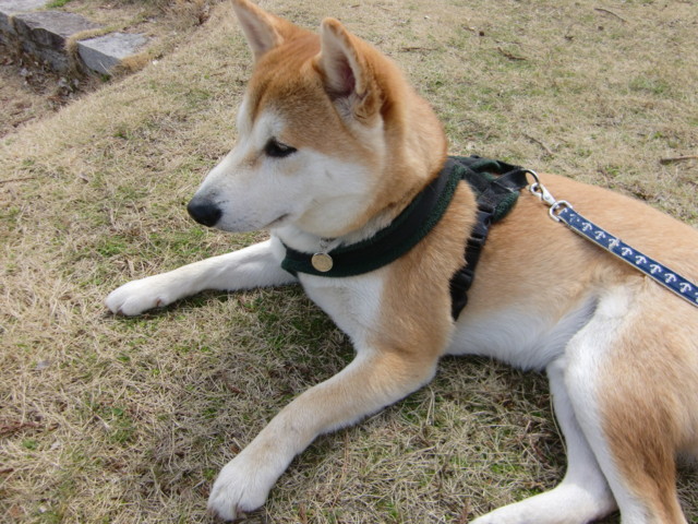 f:id:maki-mama:20100403114947j:image:w300 f:id:maki-mama:20100403114947j:image:w300