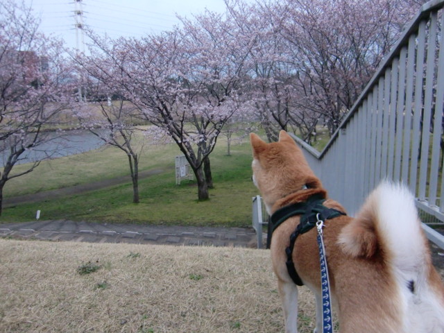 f:id:maki-mama:20100404233354j:image:w300 f:id:maki-mama:20100404233354j:image:w300