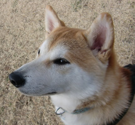 f:id:maki-mama:20100405123054j:image f:id:maki-mama:20100405123054j:image