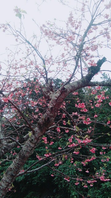 f:id:maki1987129:20180221093717j:image f:id:maki1987129:20180221093717j:image