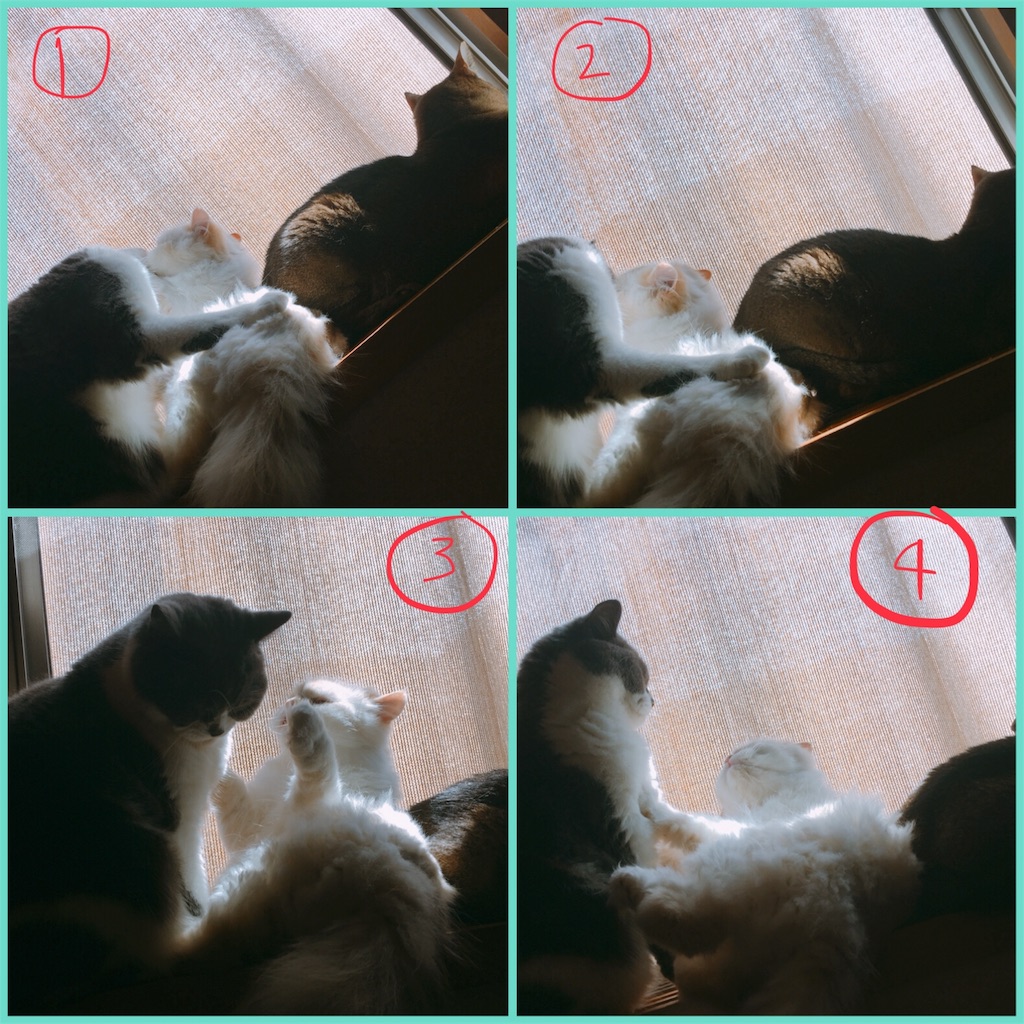 f:id:maki37imu:20180621154259j:image f:id:maki37imu:20180621154259j:image
