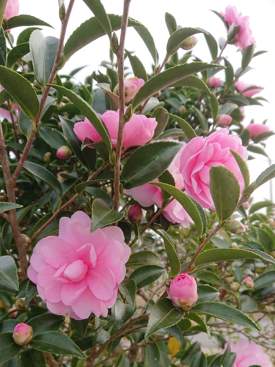 f:id:maki_0004:20191201104253j:plain