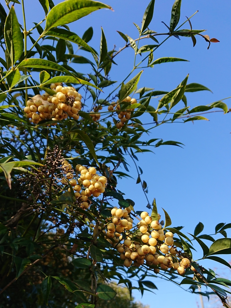f:id:maki_0004:20191201104429j:plain f:id:maki_0004:20191201104429j:plain