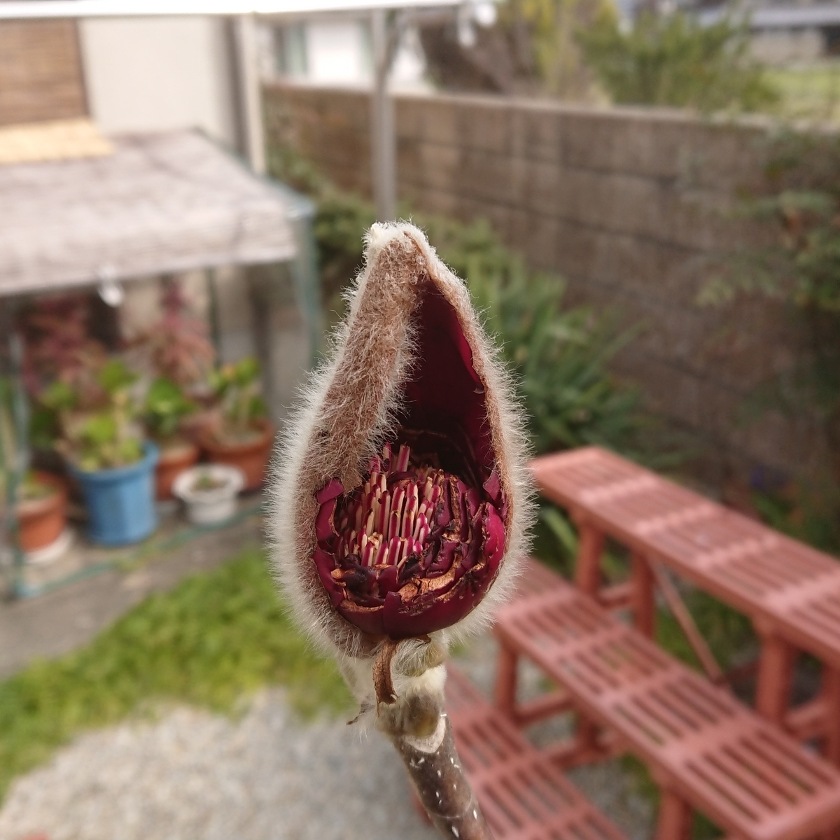 f:id:maki_0004:20200322101011j:plain f:id:maki_0004:20200322101011j:plain