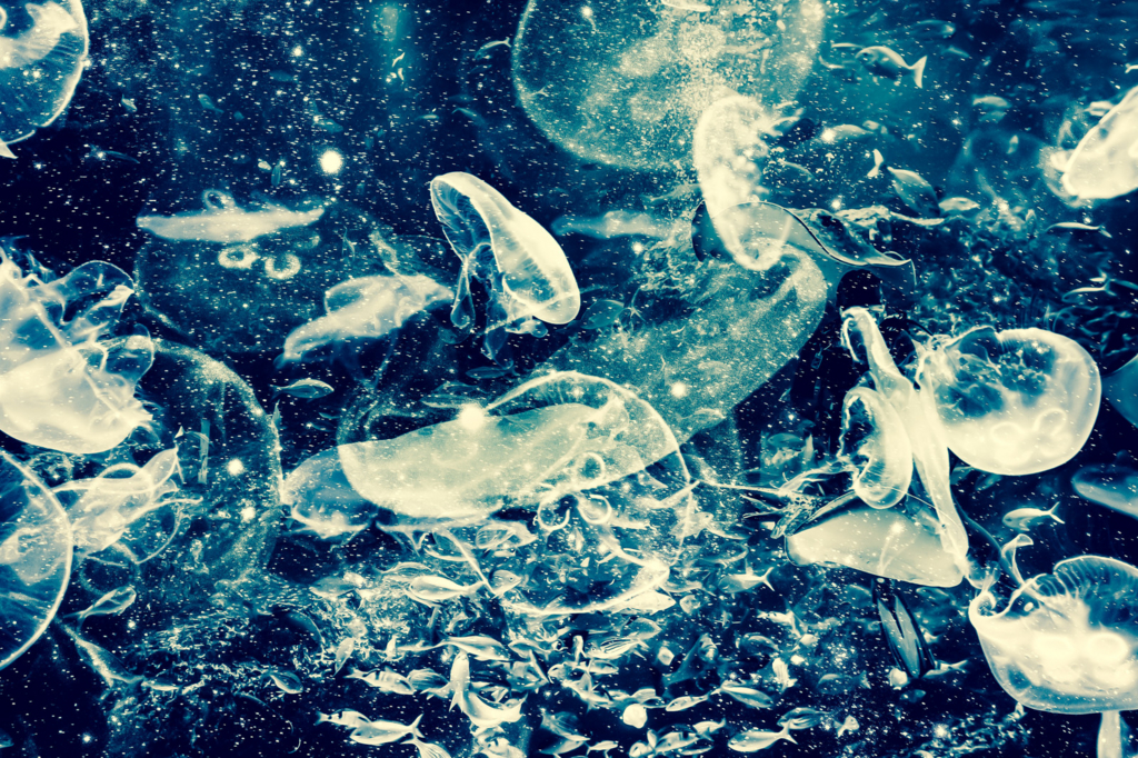 17年1月28日 みずがめ座の新月 好きも嫌いもわがままも大切にしよう それがあなたの真実だから 占い師 真木あかりのブログ