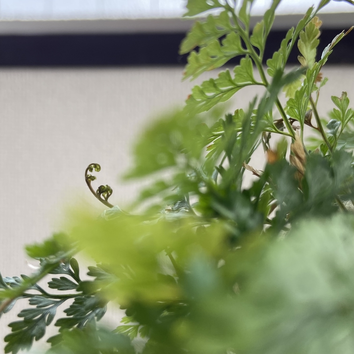 f:id:makicamel:20220401073306j:plain