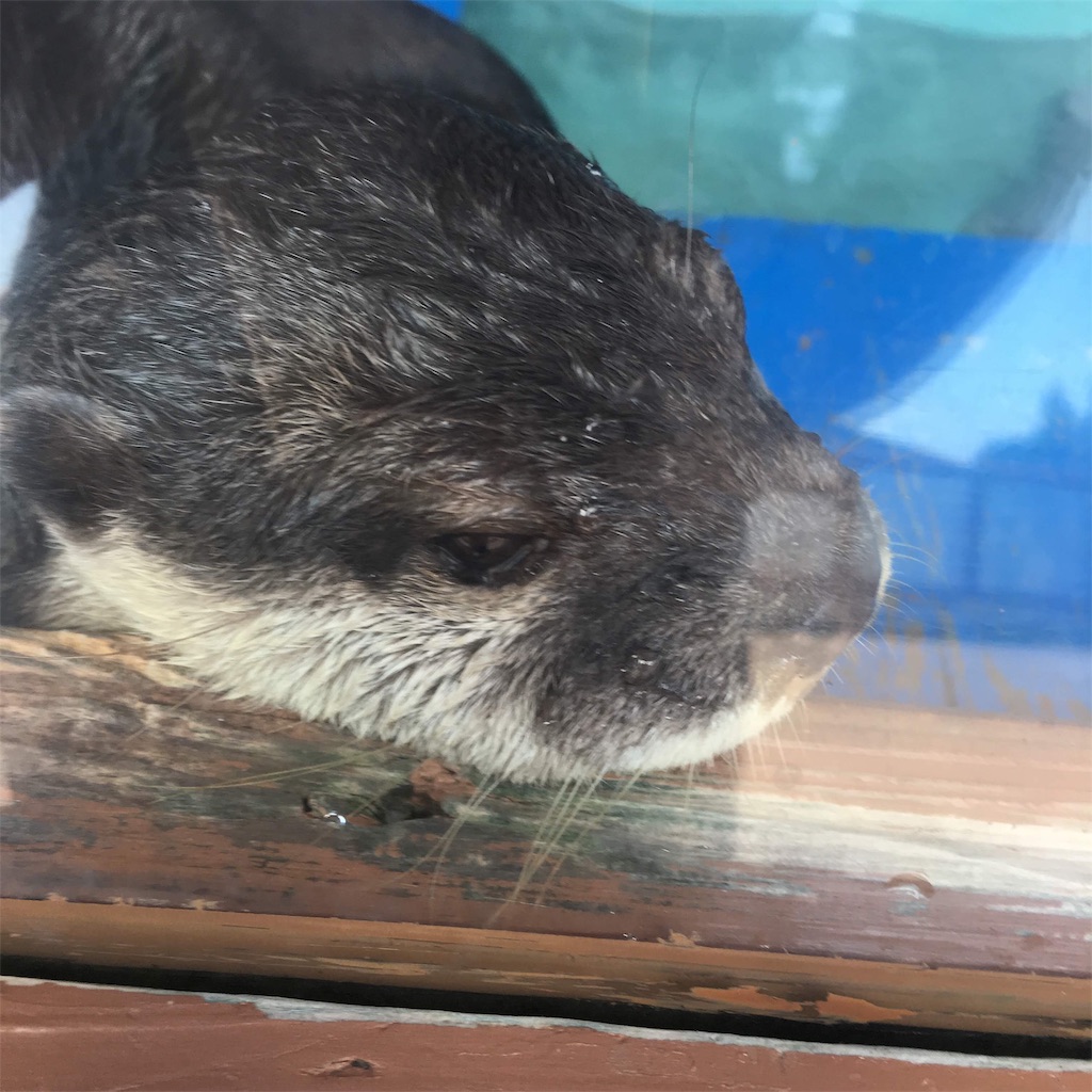 f:id:makichanchi:20190714214856j:image f:id:makichanchi:20190714214856j:image