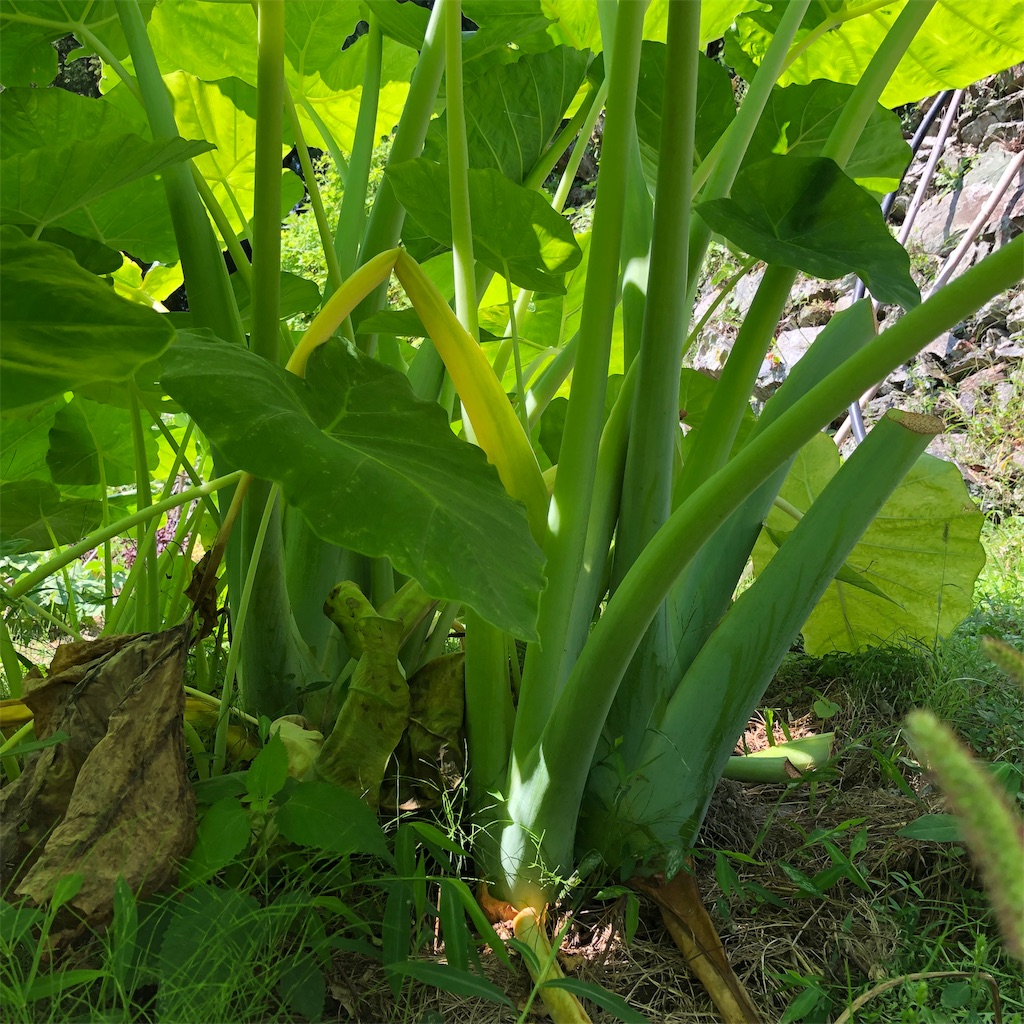 f:id:makichanchi:20190917054940j:image f:id:makichanchi:20190917054940j:image